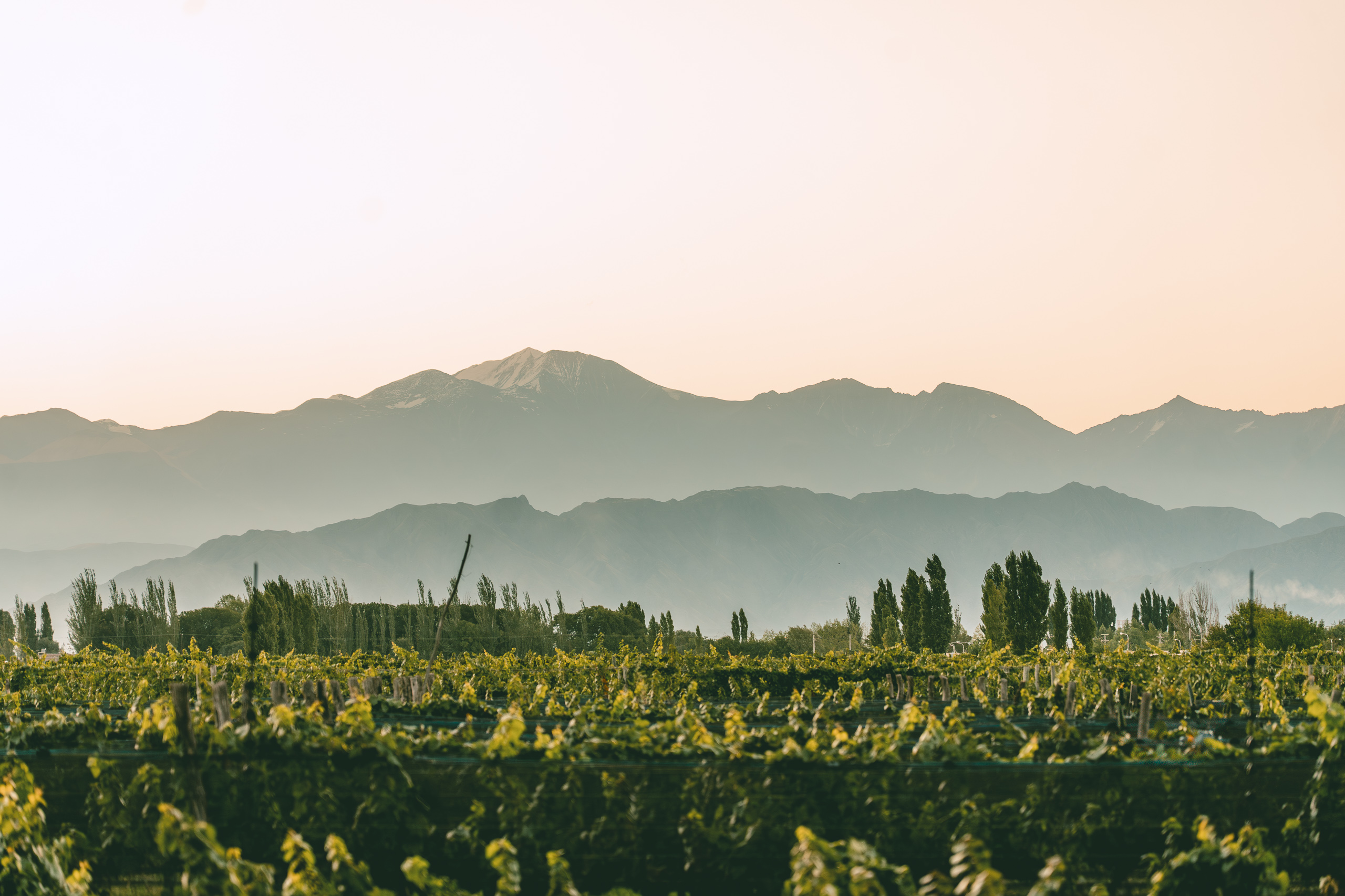 The snow-covered Andes seen across the Ciclo Andino vineyard in Luján de Cuyo, Mendoza