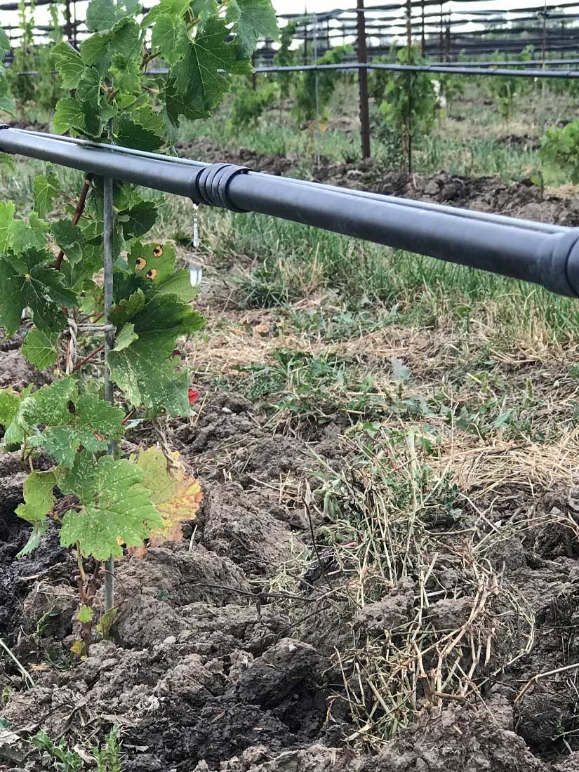 A drip irrigation line running along a trellised vine row in Mendoza