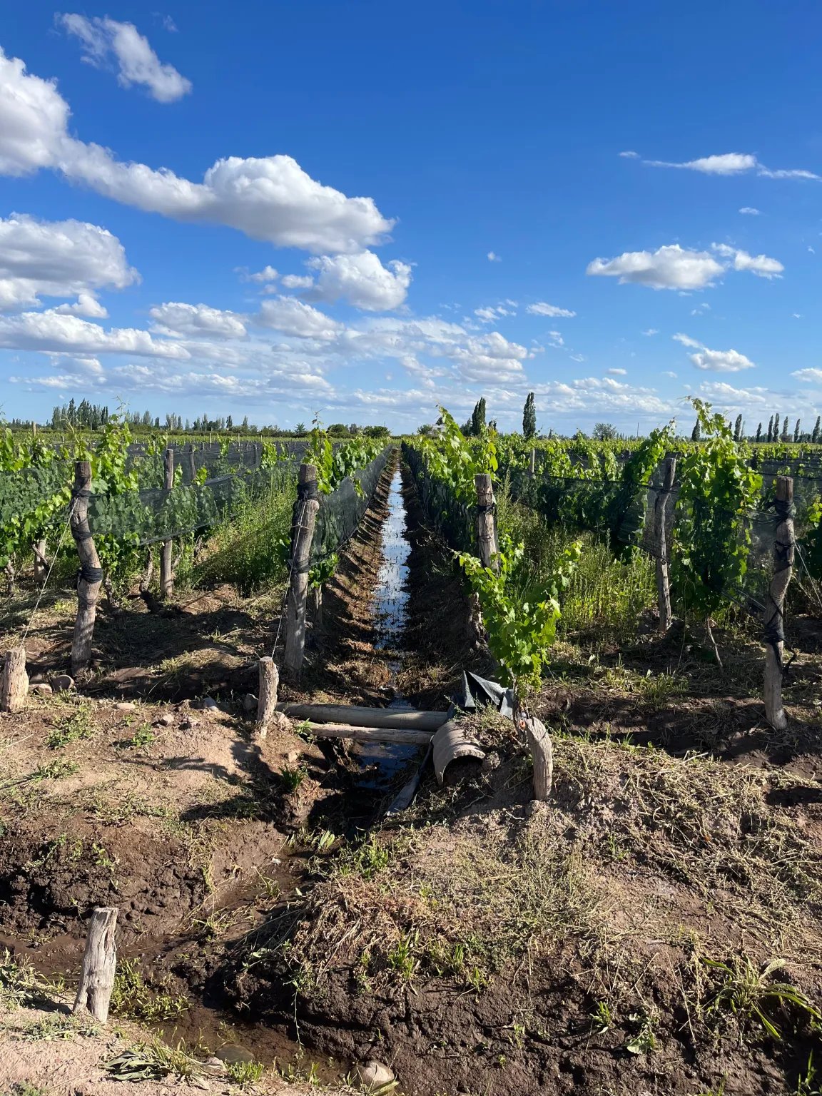 Water running down an earth channel between century-old vine rows
