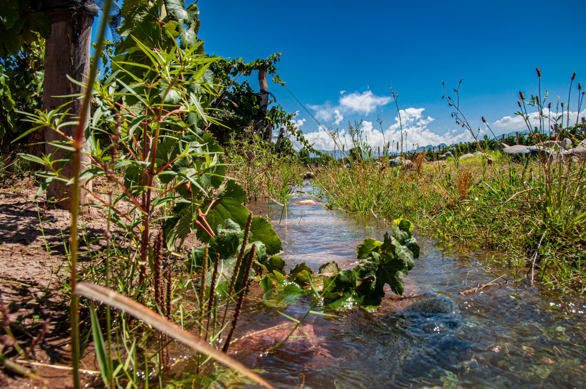 Flood irrigation channels running between century-old vine rows