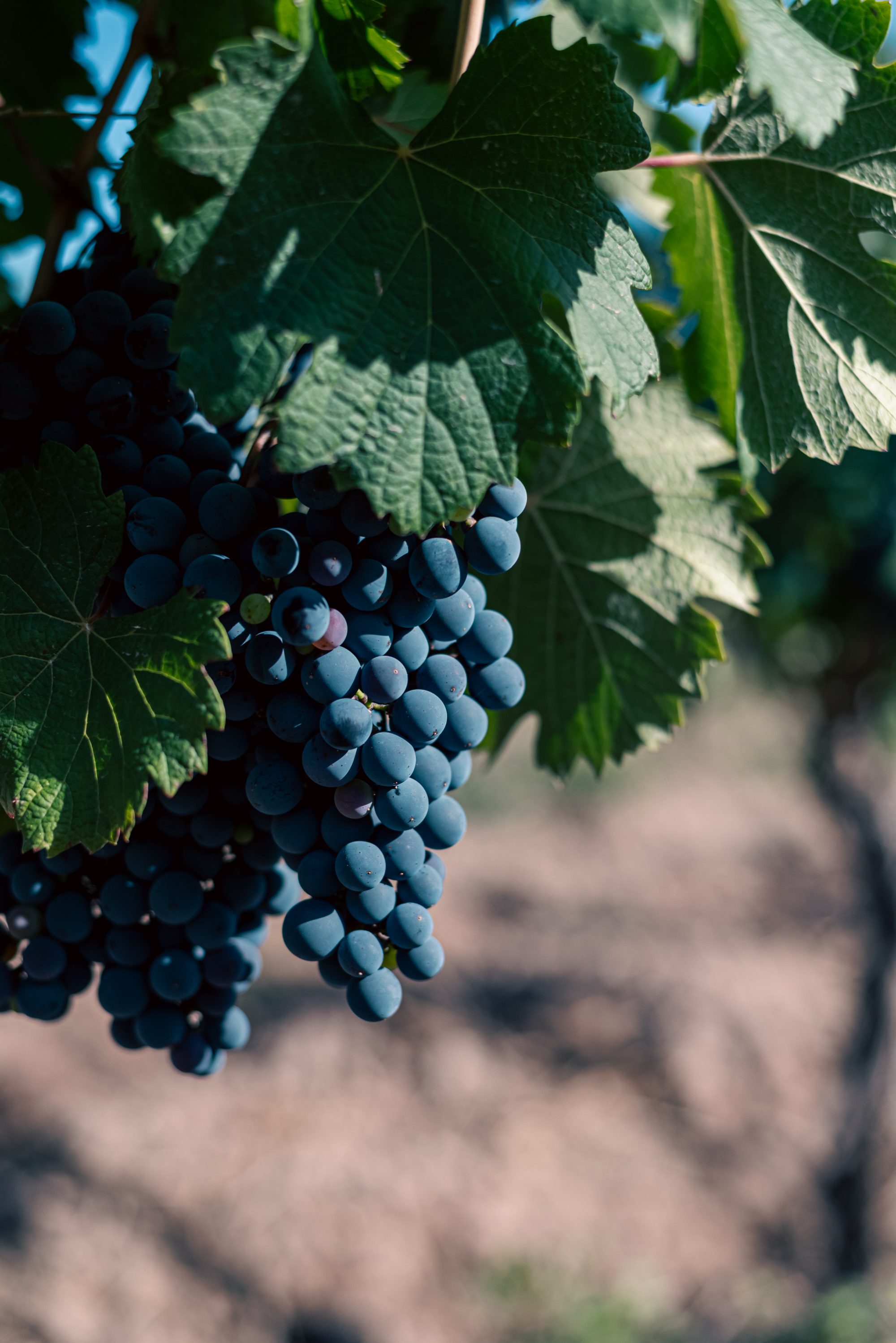 A cluster of ripe Malbec grapes on a hundred-year-old ungrafted vine at Ciclo Andino