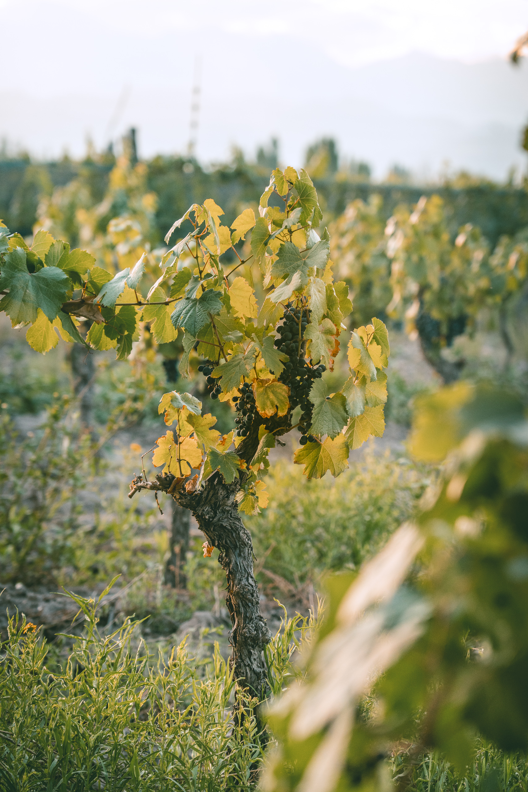 The trunk of a hundred-year-old ungrafted Malbec vine planted in 1920