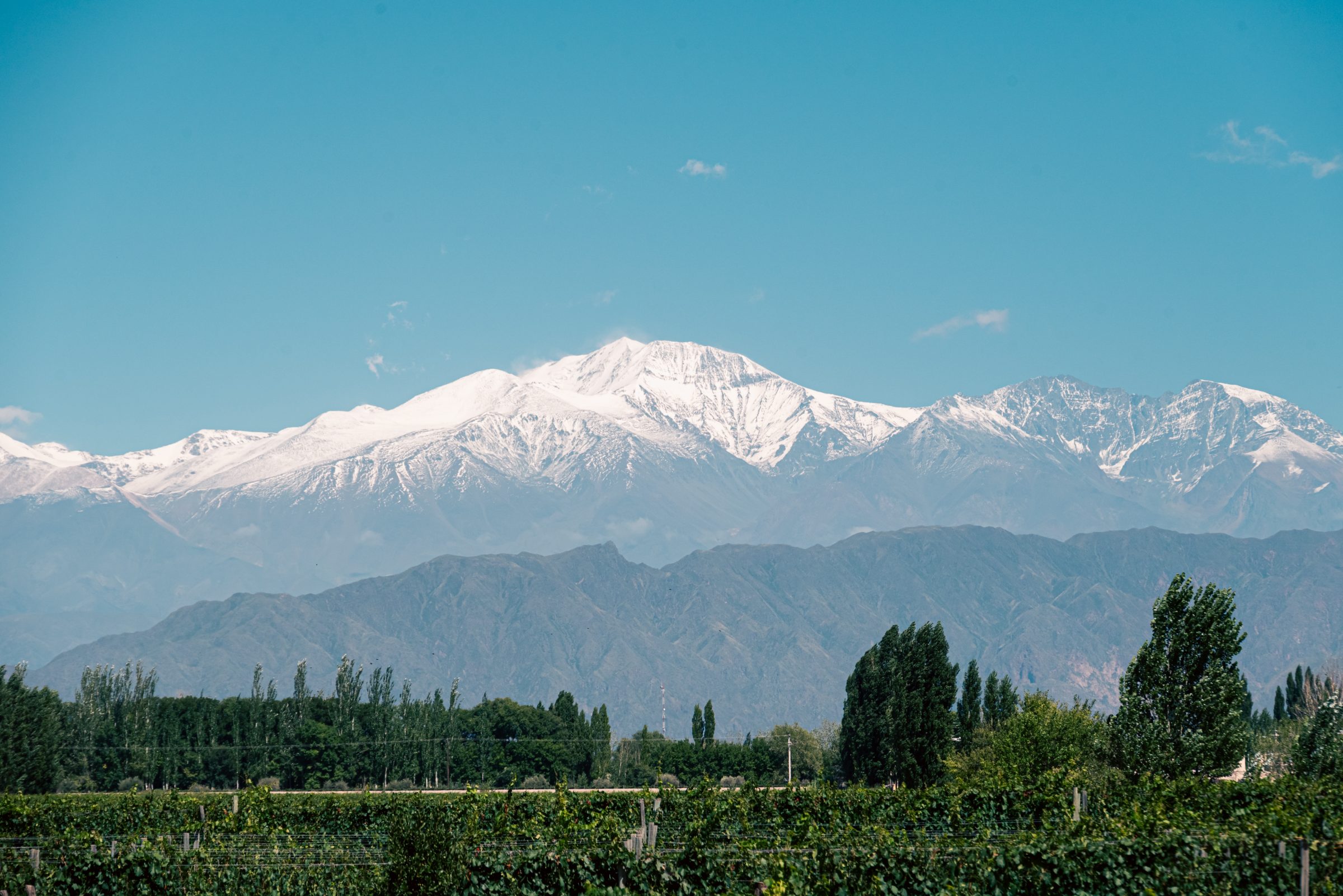 The Ciclo Andino vineyard in Perdriel with the Andes behind it